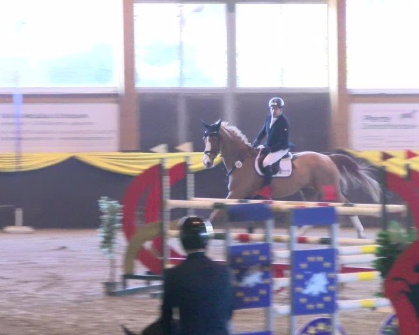 Reitturnier Boll 2025