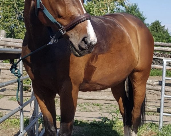 jumper Louis T (Hanoverian, 2007, from Böckmanns Lazio)