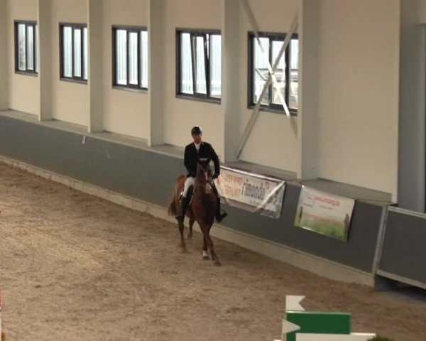 Springturnier auf dem Abtshof 2013