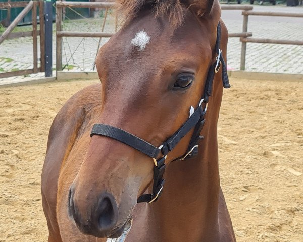 stallion Makarius (Oldenburg, 2021, from Moreno)