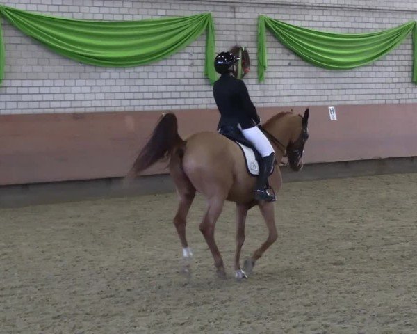 Reitturnier Hellefeld 2025