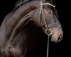 Broodmare Sambuca Caffè (Westphalian, 2011, from Sir Donnerhall I)