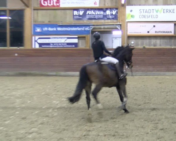 Reitturnier Coesfeld / Lette 2025
