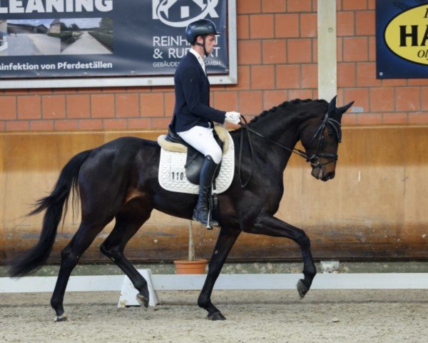 Pferd Feodora B 5 (Hannoveraner, 2021, von Fürst Zonik PS)
