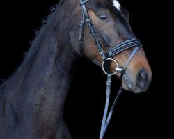dressage horse Dalma Dia Ballante (Oldenburg, 2014, from De Niro)