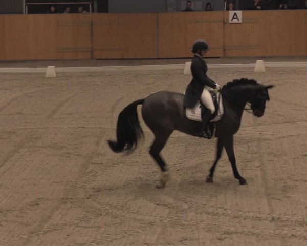 Reitturnier Güstrow/Cavallo Arena 2021