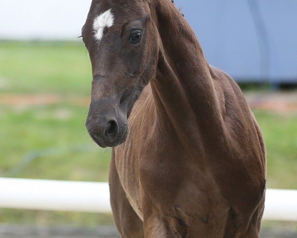 horse Bernays Dono (Westphalian, 2021, from Bernay)