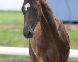 horse Bernays Dono (Westphalian, 2021, from Bernay)