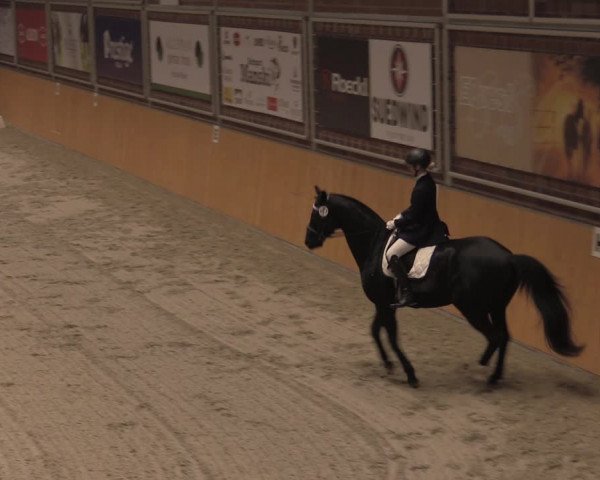 Reitturnier Güstrow/Cavallo Arena 2021