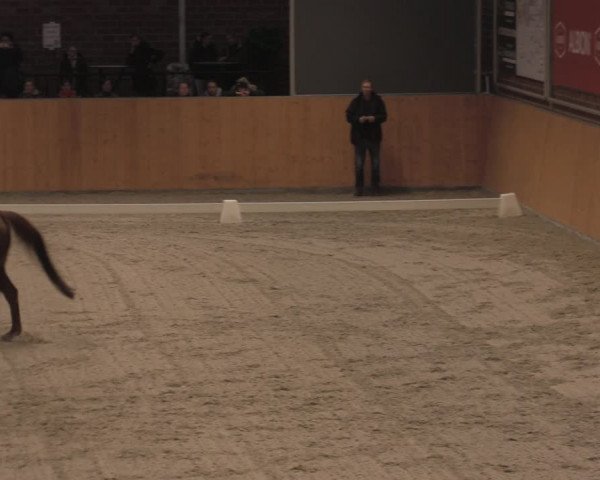 Reitturnier Güstrow/Cavallo Arena 2021
