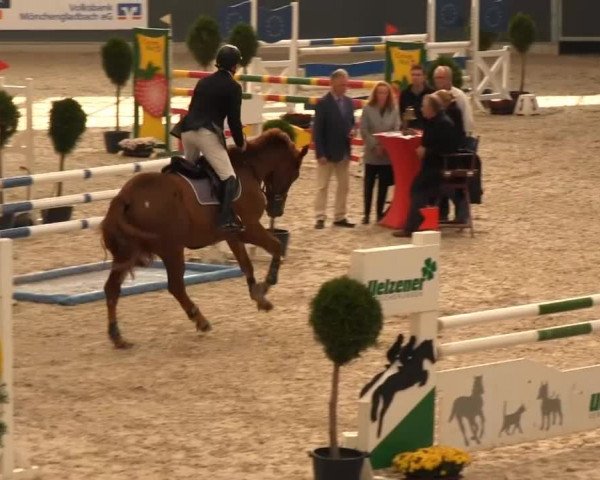 Springturnier auf dem Abtshof 2013