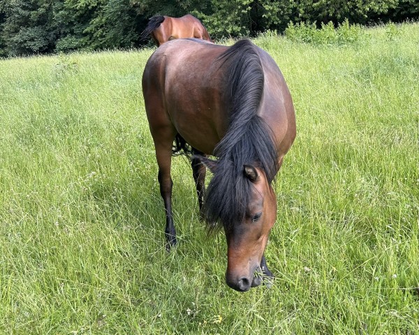 jumper Habanero (German Riding Pony, 2020, from Halifax)
