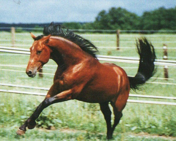 stallion Jokers Enterprise (Quarter Horse, 1993, from Joker Solano)