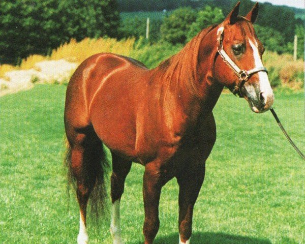 Deckhengst Peppys Dry Doc (Quarter Horse, 1981, von Dry Doc)