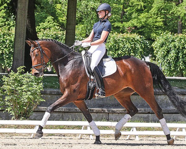 horse Fleur d'Amour (Rhinelander, 2010, from Fürst Romancier)