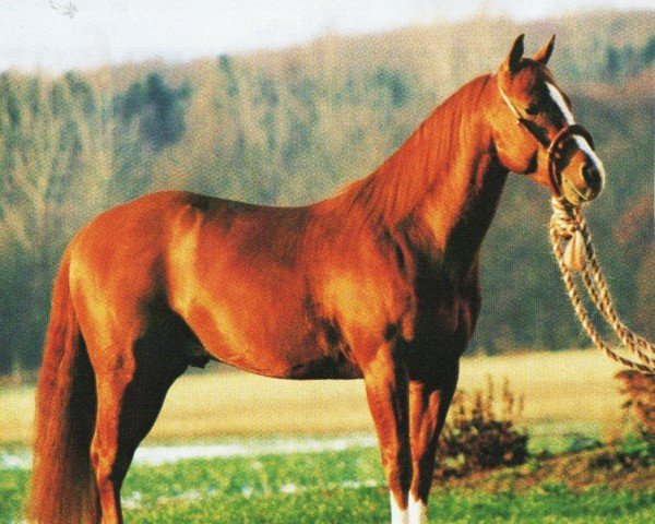 stallion Little King Catalyst (Quarter Horse, 1994, from Taris Catalyst)