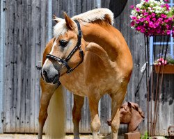 dressage horse Feifel (Haflinger, 1998)