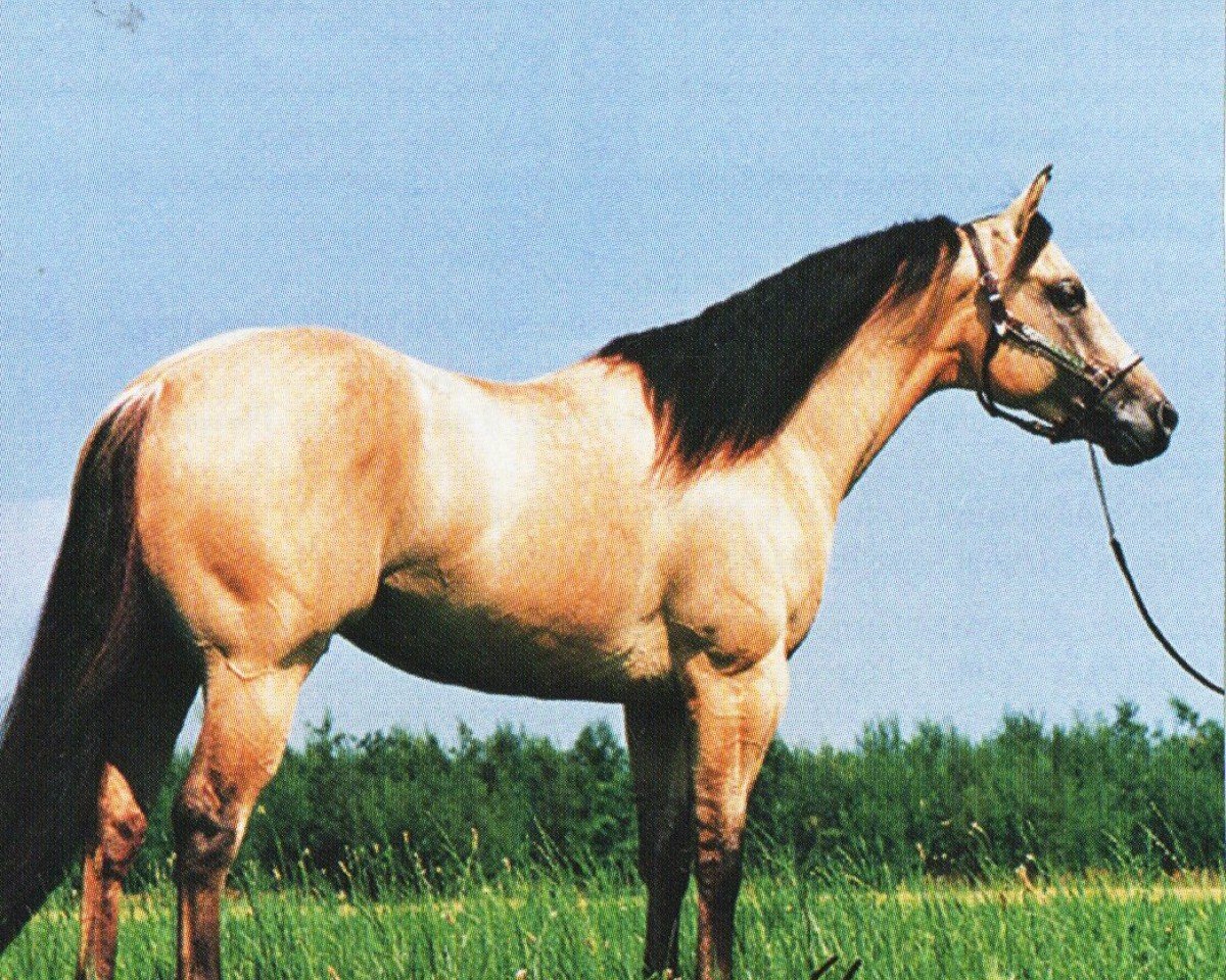 stallion Hooray For Dun It (Quarter Horse, 1990, from Hollywood Dun It)