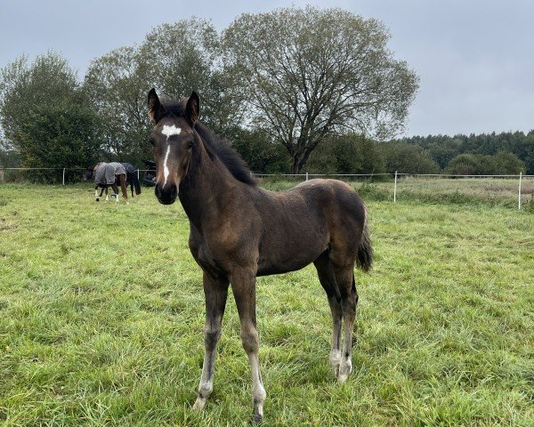 horse Viva Vamour (Hanoverian, 2024, from V-Power)