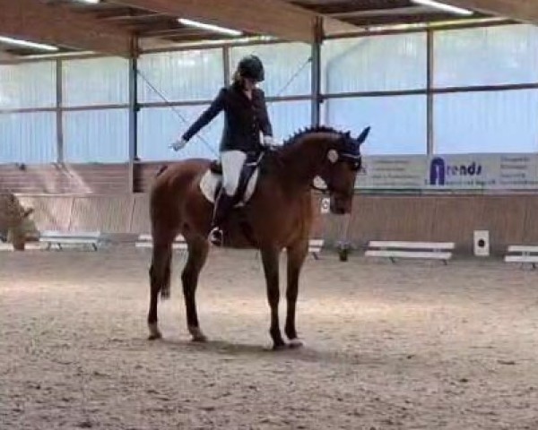 Springpferd Lissario (Oldenburger Springpferd, 2010, von Lissaro)