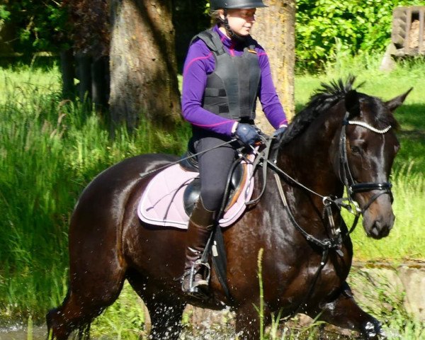 Springpferd Cadbury 6 (Hannoveraner, 2011, von Contendros Bube)