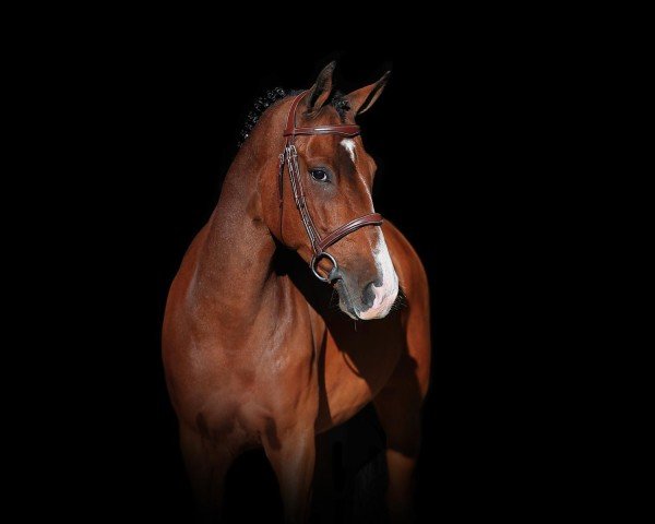 Dressurpferd Peterlena Hoeve's Piet (New-Forest-Pony, 2017, von Lomansheide Brent)