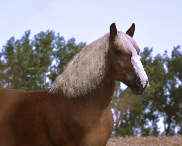 Dressurpferd Fredo (Schwarzwälder Kaltblut, 2007, von Federweisser)