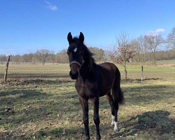 horse Valeria Démour (German Sport Horse, 2024, from Villeroy)