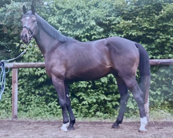 Pferd Call me Champion (Westfale, 2018, von Cordynox)