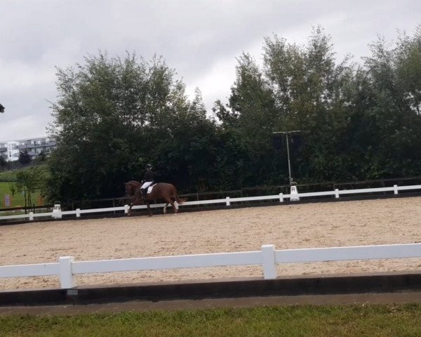 Pferd Doolittle de Luxe (Hannoveraner, 2017, von Donatus)