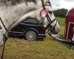 jumper Cantoria (Hanoverian, 2016, from Crumble)
