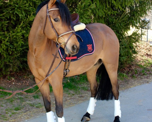 dressage horse Timber Jack 2 (German Riding Pony, 2010, from The Black Highlight) dressage horse Timber Jack 2 (German Riding Pony, 2010, from The Black Highlight)