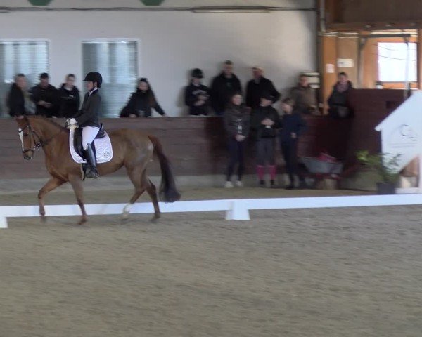 Reitturnier Coesfeld / Lette 2025