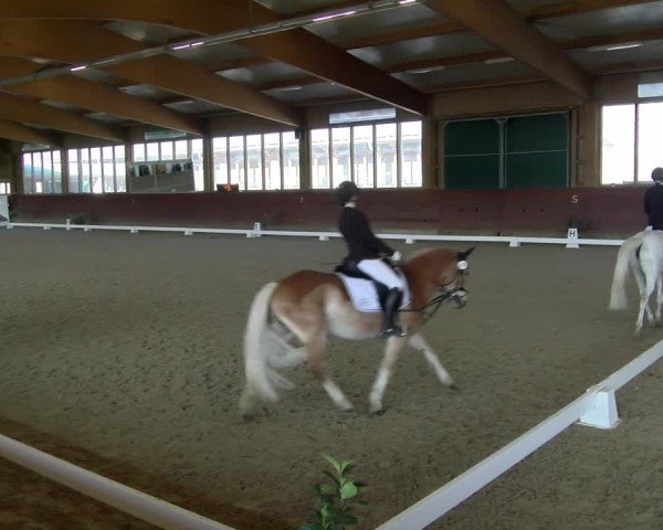 Reitturnier Coesfeld / Lette 2025