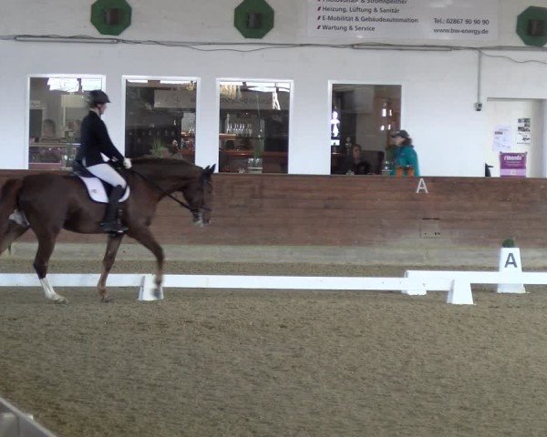 Reitturnier Coesfeld / Lette 2025