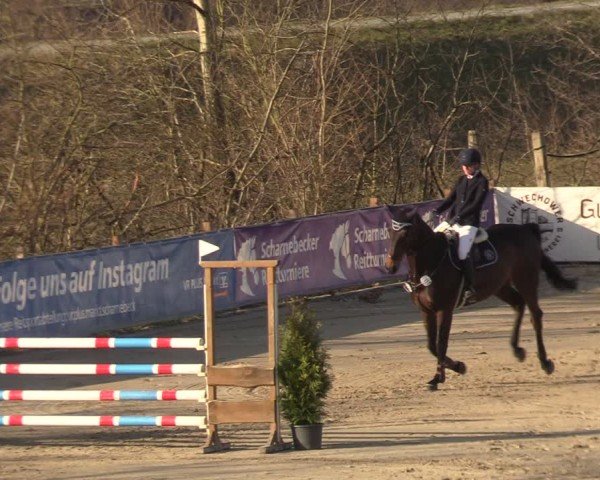 Reitturnier Scharnebeck 2025