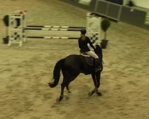 Springturnier auf dem Abtshof 2013
