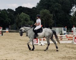 Springpferd Camillo 228 (Württemberger, 2011, von FBW Cayton)