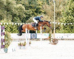 jumper Jolina 18 (Swedish Warmblood, 2014, from Zirocco Blue)