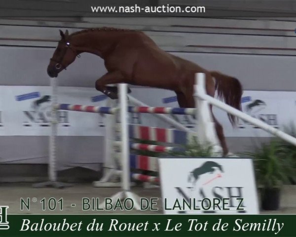 Pferd Bilbao de Lanlore Z (Zangersheide Reitpferd, 2015, von Baloubet du Rouet)