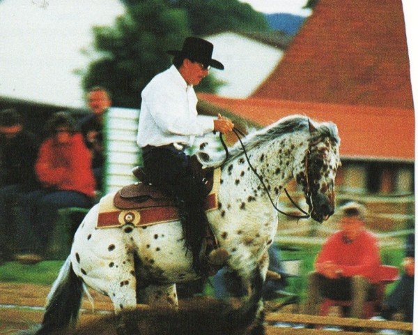 stallion Ima Dazzelena (Appaloosa, 1990, from Ima Doc O'Lena) stallion Ima Dazzelena (Appaloosa, 1990, from Ima Doc O'Lena)