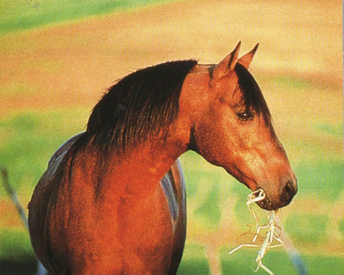 Deckhengst Bueno Swiss Doc (Quarter Horse, 1978, von Bueno Chex)