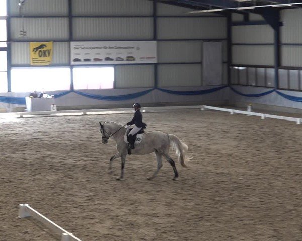 Reitturnier Buchs ZH 2025