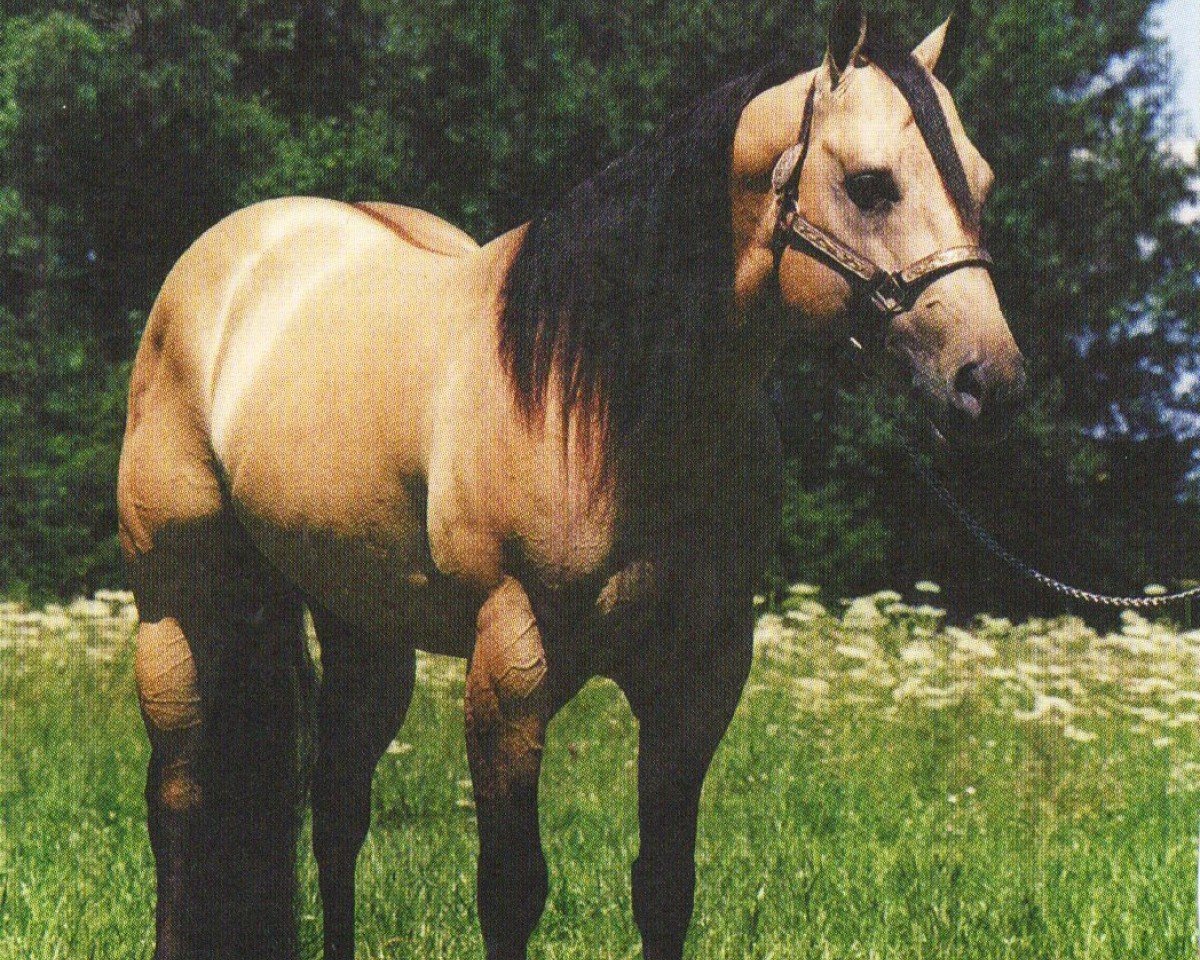 Stallion Hollywood Dun It (Quarter Horse, 1983, from Hollywood Jac 86)