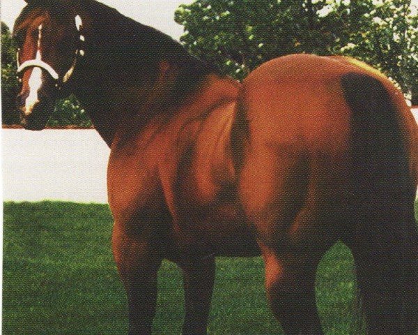 horse Double Tough Doc (Quarter Horse, 1976, from Doc Bar)