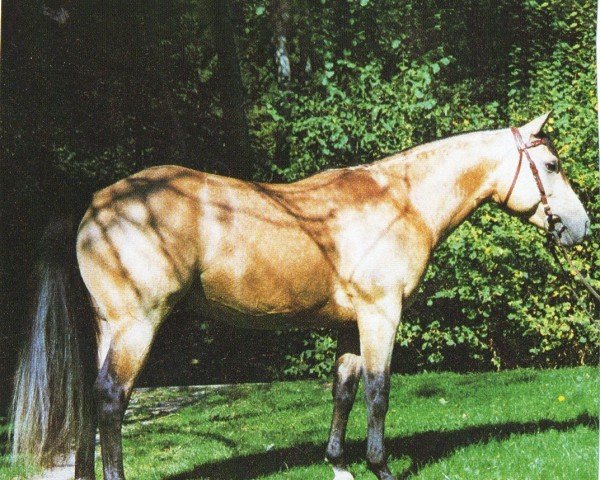 stallion Boggies Flashback (Quarter Horse, 1994, from Boggies Flashy Jac)