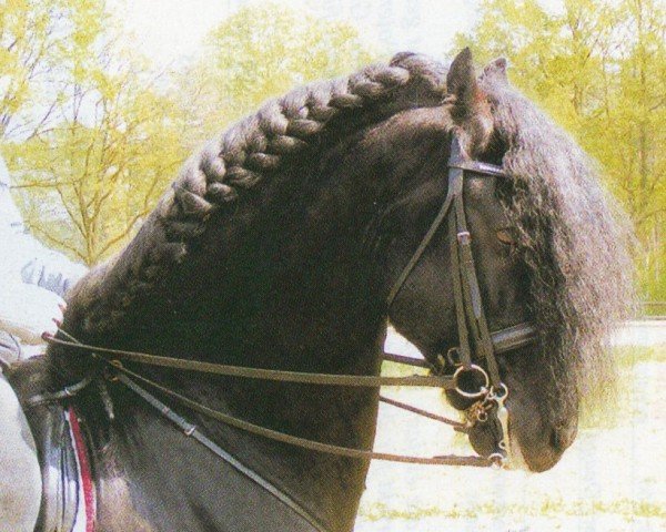 Deckhengst Bert v. Riekenhof (Friese, 1993, von Broer)