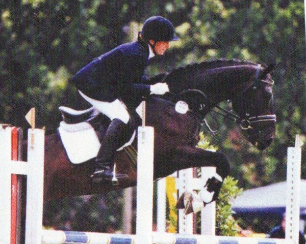dressage horse Linus Brown (Rhinelander, 1994, from Lehnsherr GL)