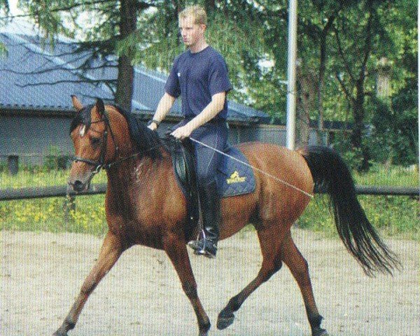 horse Tahsin Al Tajara ox (Arabian purebred, 1999, from Emiratus B EAO)