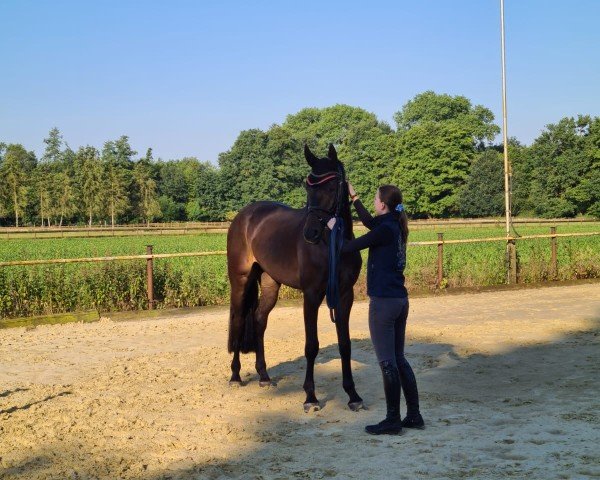 Springpferd FS Amazing Karl (Rheinländer, 2020, von Alaba 2)